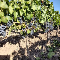 Dandelion Organic Malbec