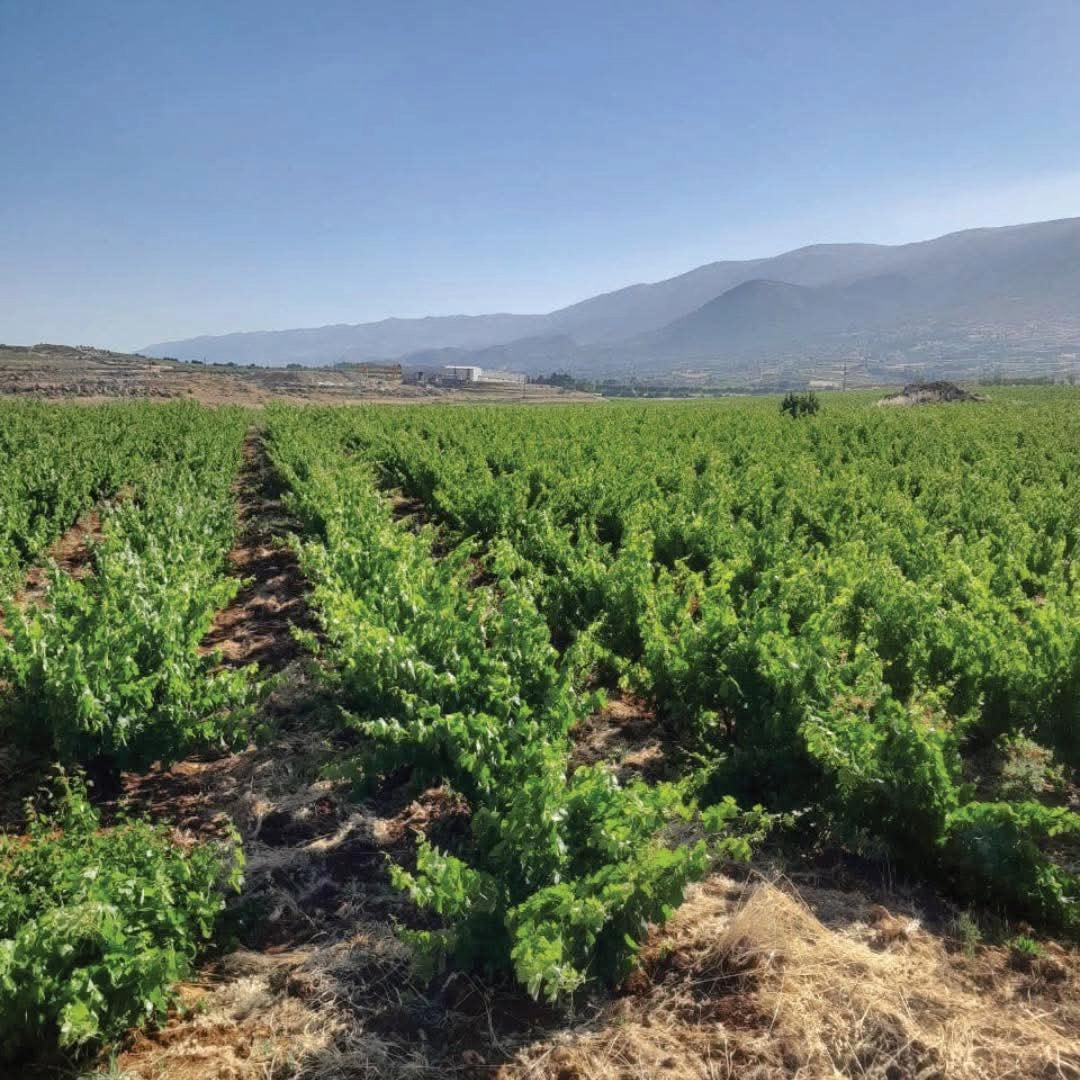 Chateau Musar Red 2019
