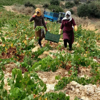 Chateau Musar Red 2019