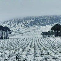 Chateau Musar Red 2019