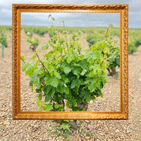 Finca Museum Cigales Rose