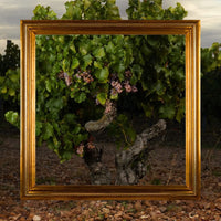 Finca Museum Cigales Rose