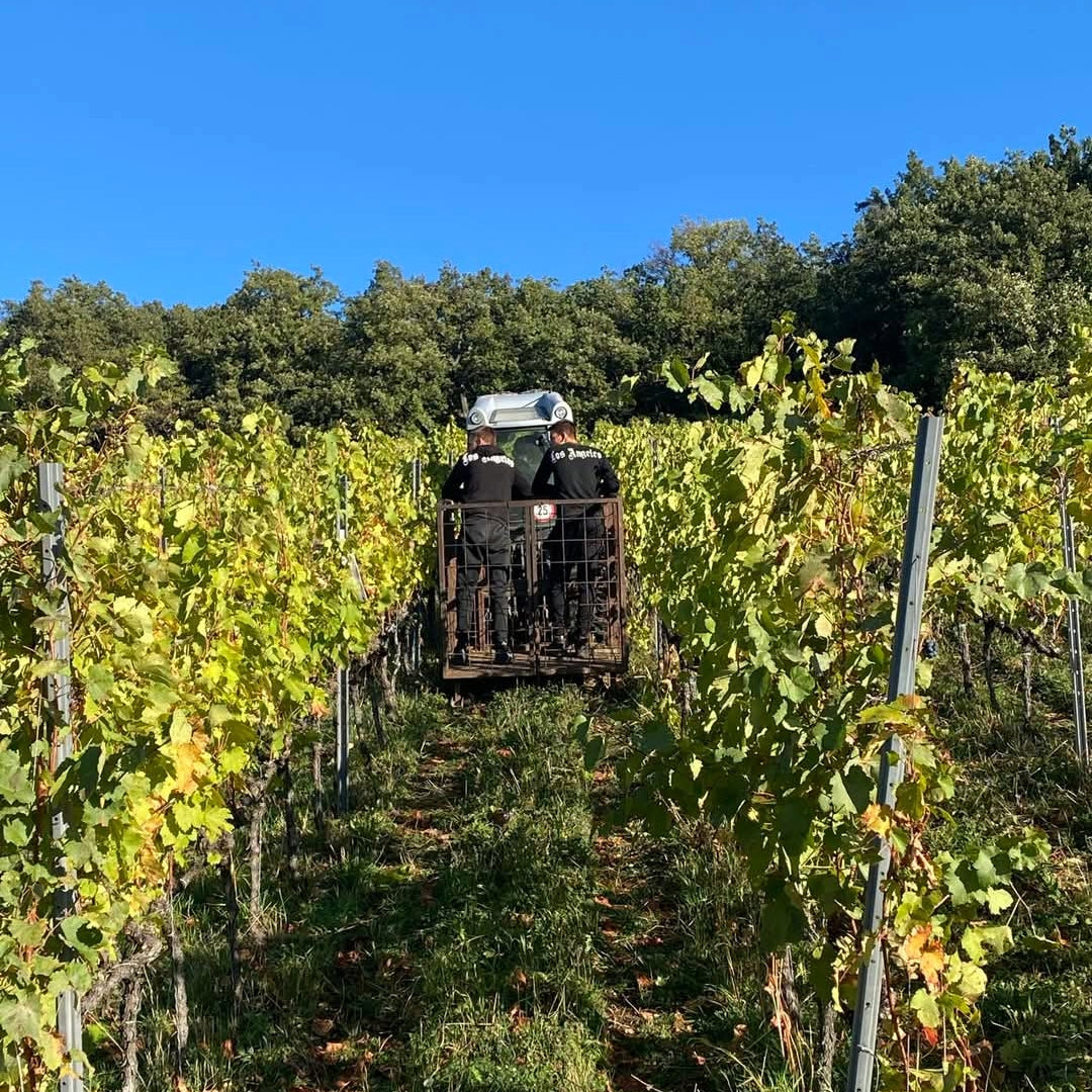 Kovacs Nimrod Battonage Chardonnay