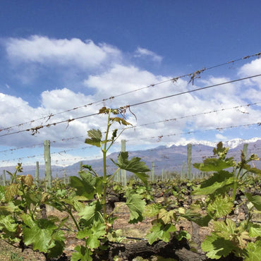 Cada Nube Cabernet Franc Rose