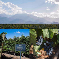 Cada Nube Cabernet Franc Rose