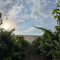Odessos Urban Winery Claret Vetrino Single Vineyard