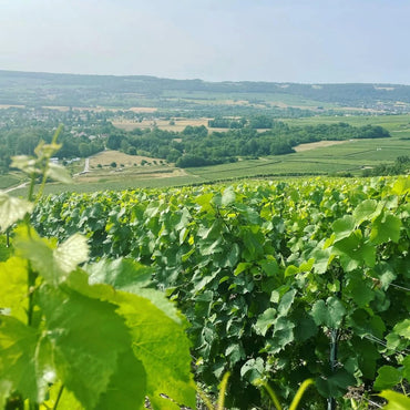 Olivier Pere Et Fils Cuvee Origine Brut Champagne