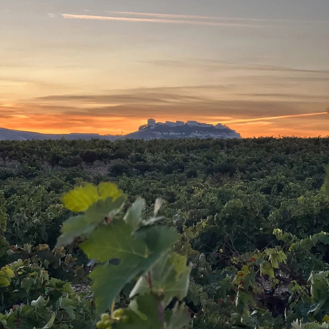 Rippa Dorii Ribera Del Duero Crianza