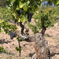 Rippa Dorii Ribera Del Duero Crianza