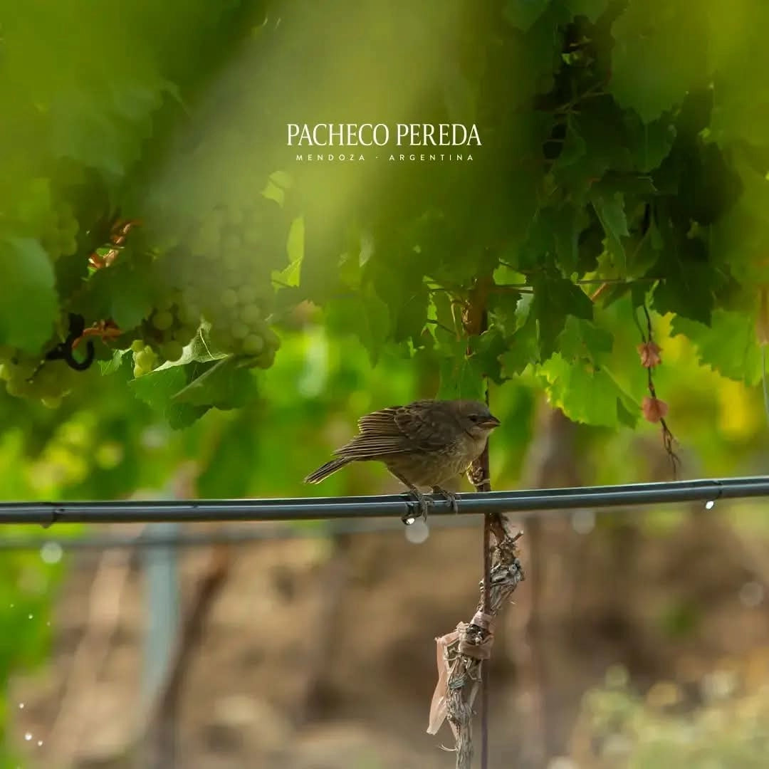 Pacheco Pereda Estirpe Organic Cabernet Franc
