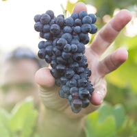 Pacheco Pereda Estirpe Organic Cabernet Franc