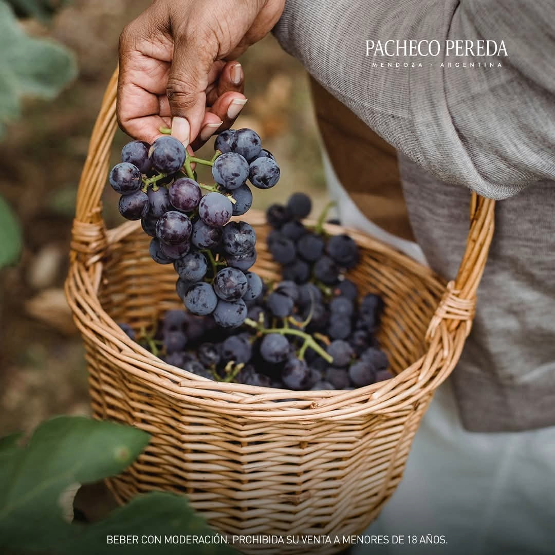 Pacheco Pereda Estirpe Organic Cabernet Franc