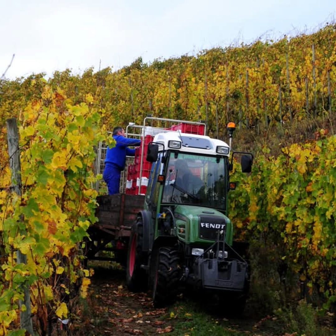 Domaine Des Baumard Clos Du Papillon Savennieres