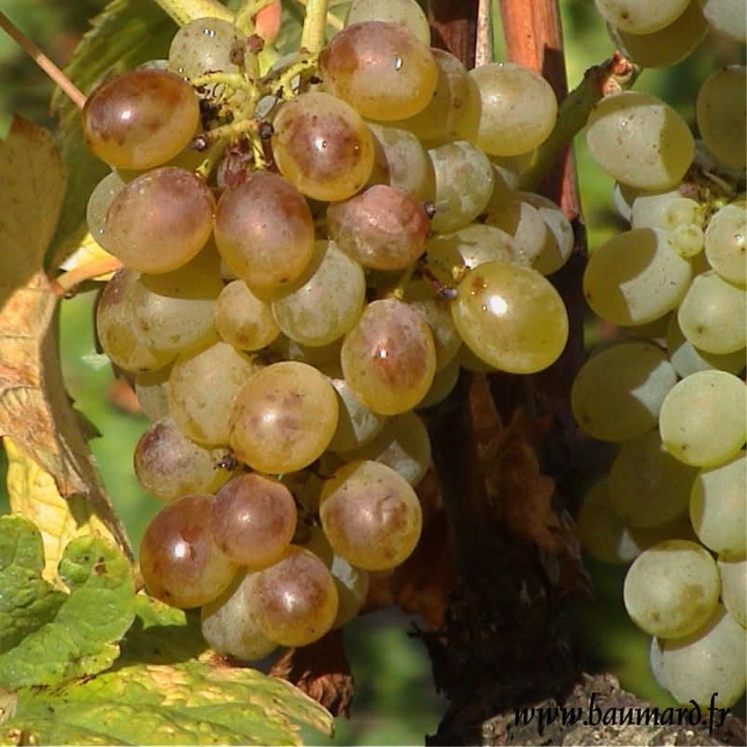 Domaine Des Baumard Clos Du Papillon Savennieres