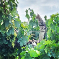 Los Abandonados Semillon