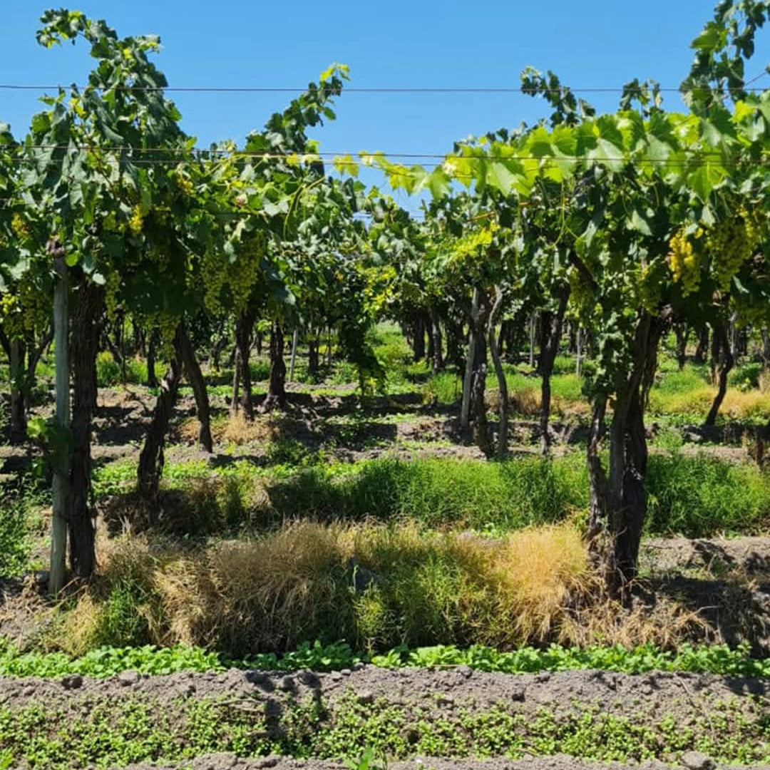 Los Abandonados Semillon