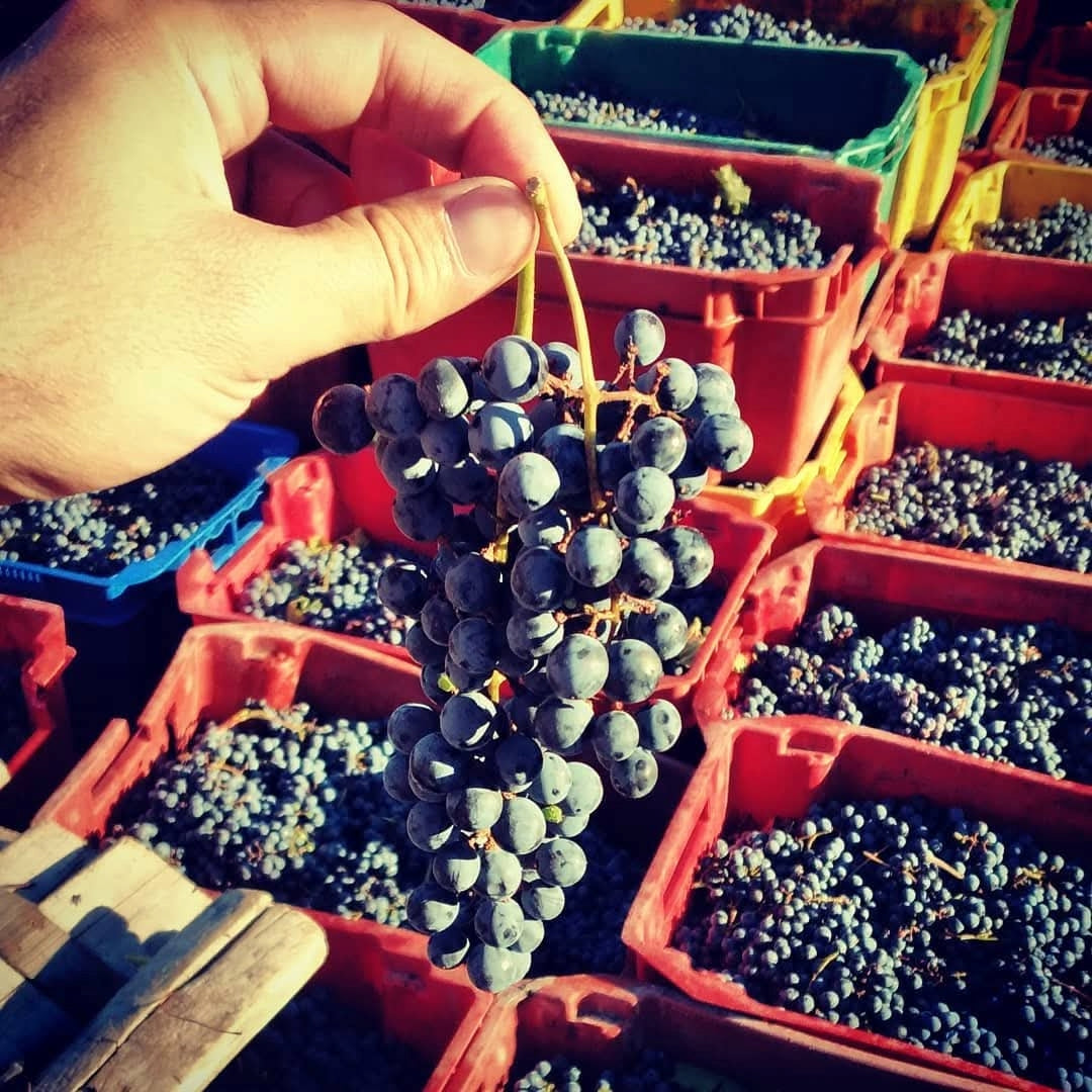 Los Abandonados Semillon