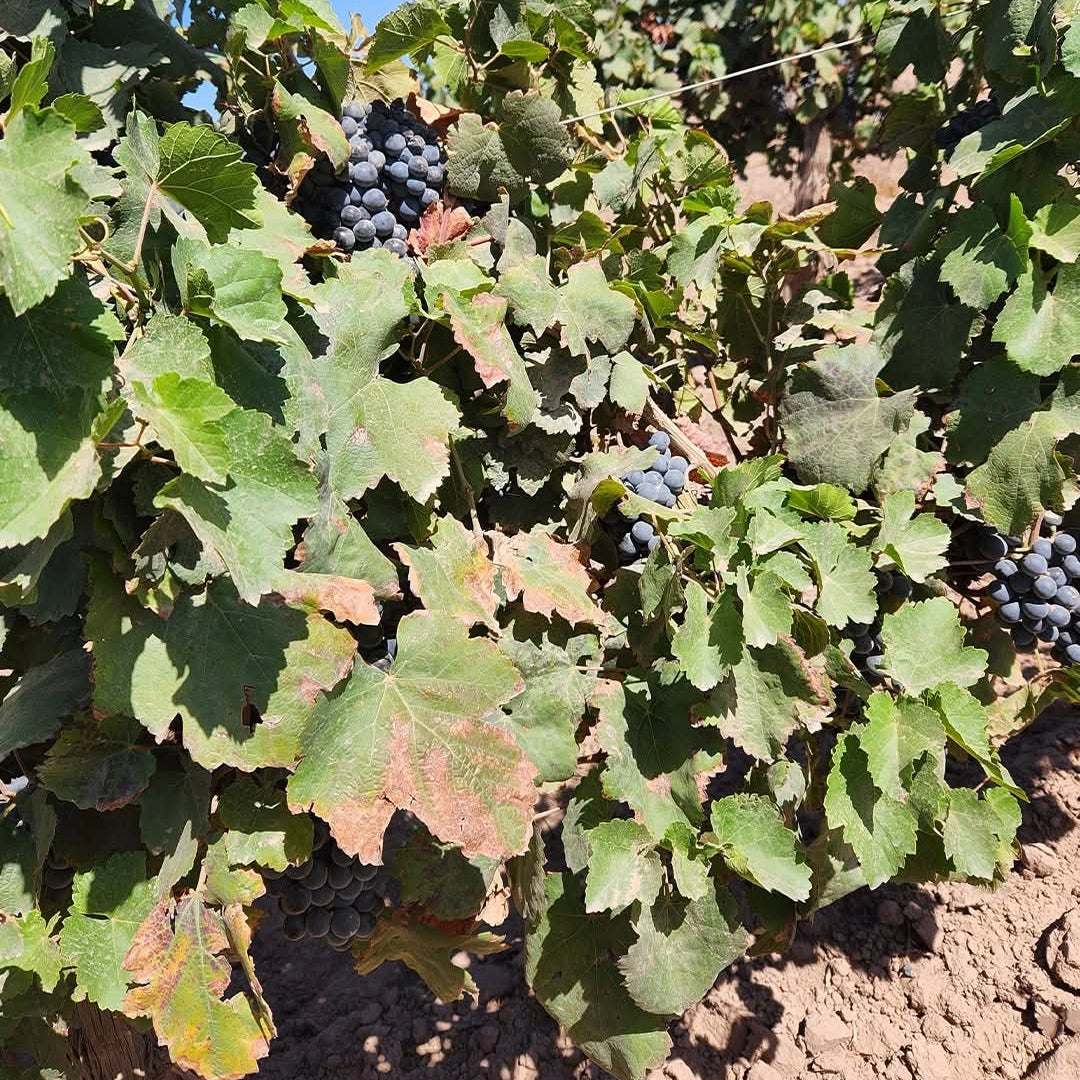 Los Abandonados Semillon