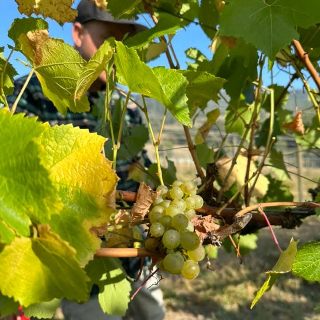 Payten & Jones Yarra Valley Chardonnay