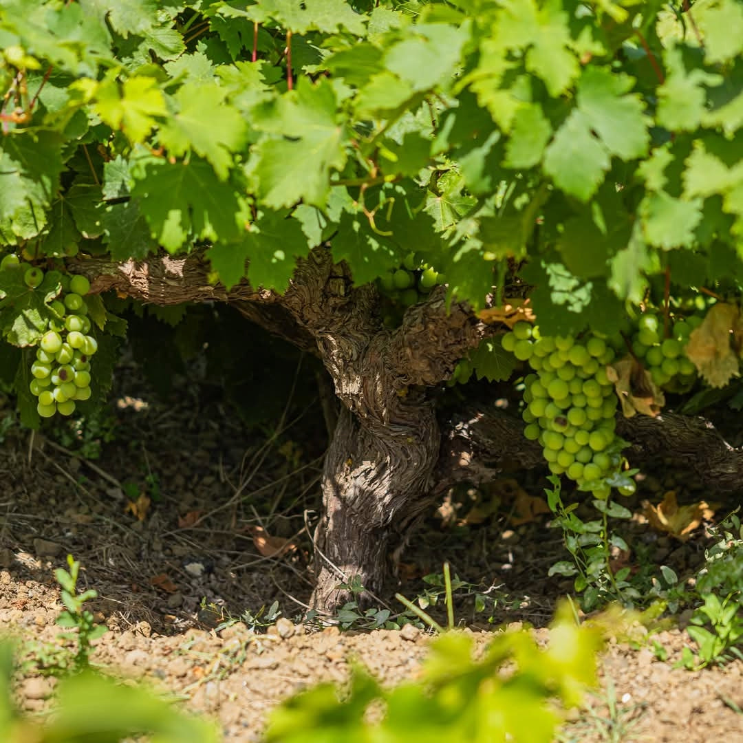 Pellegrino Passimora Nero D'Avola