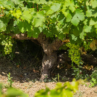 Pellegrino Passimora Nero D'Avola
