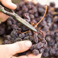 Pellegrino Passimora Nero D'Avola