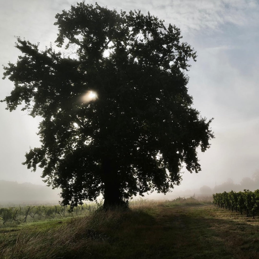 Chateau Penin Bourdeaux Superieur Tradition