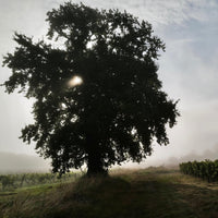 Chateau Penin Bourdeaux Superieur Tradition