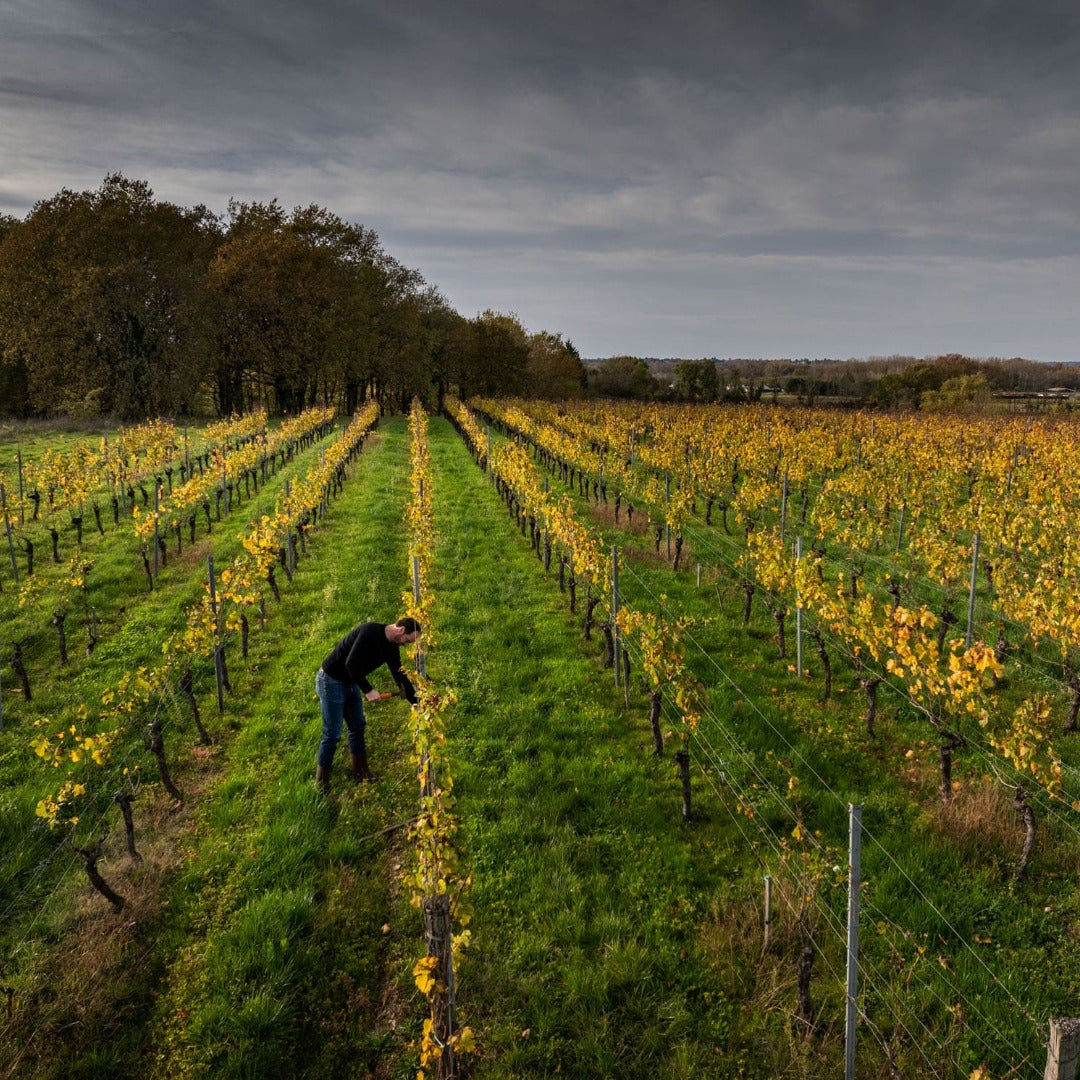 Chateau Penin Bourdeaux Superieur Tradition