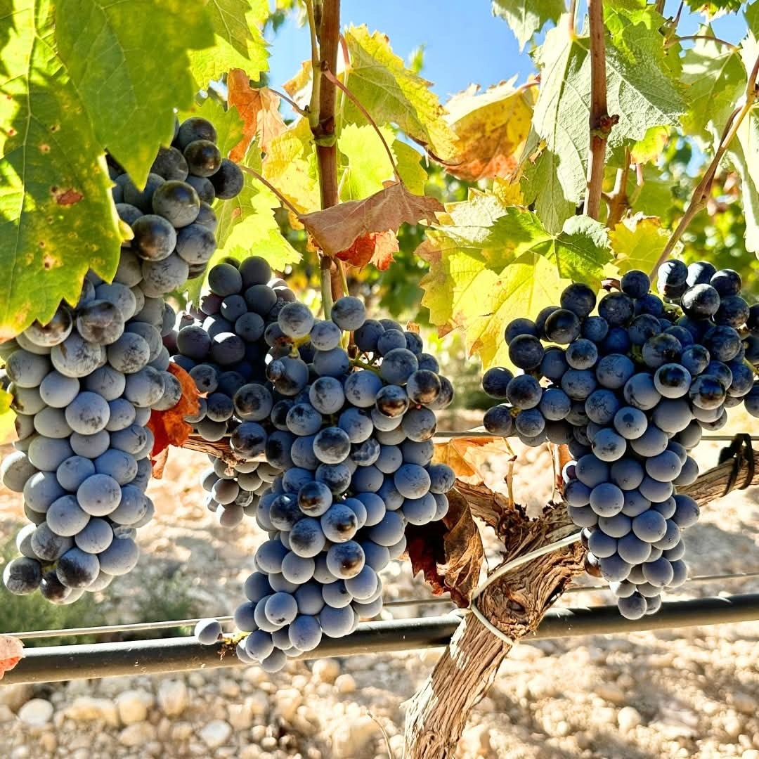 Bodegas Pinoso Cepa 50 Organic Monastrell