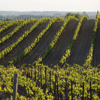 Pique & Mixe Blanc De Blancs