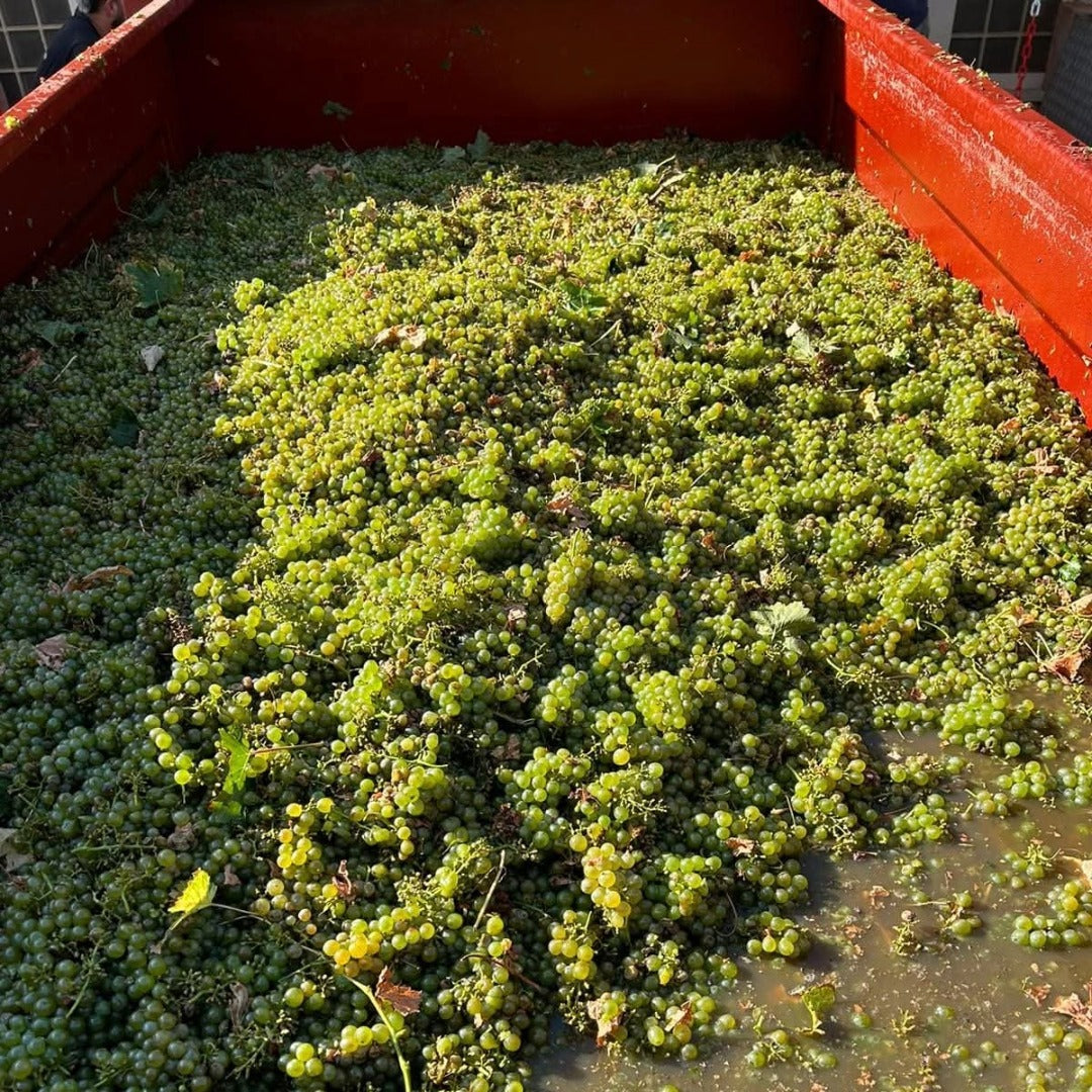 Pique & Mixe Blanc De Blancs