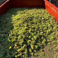 Pique & Mixe Blanc De Blancs