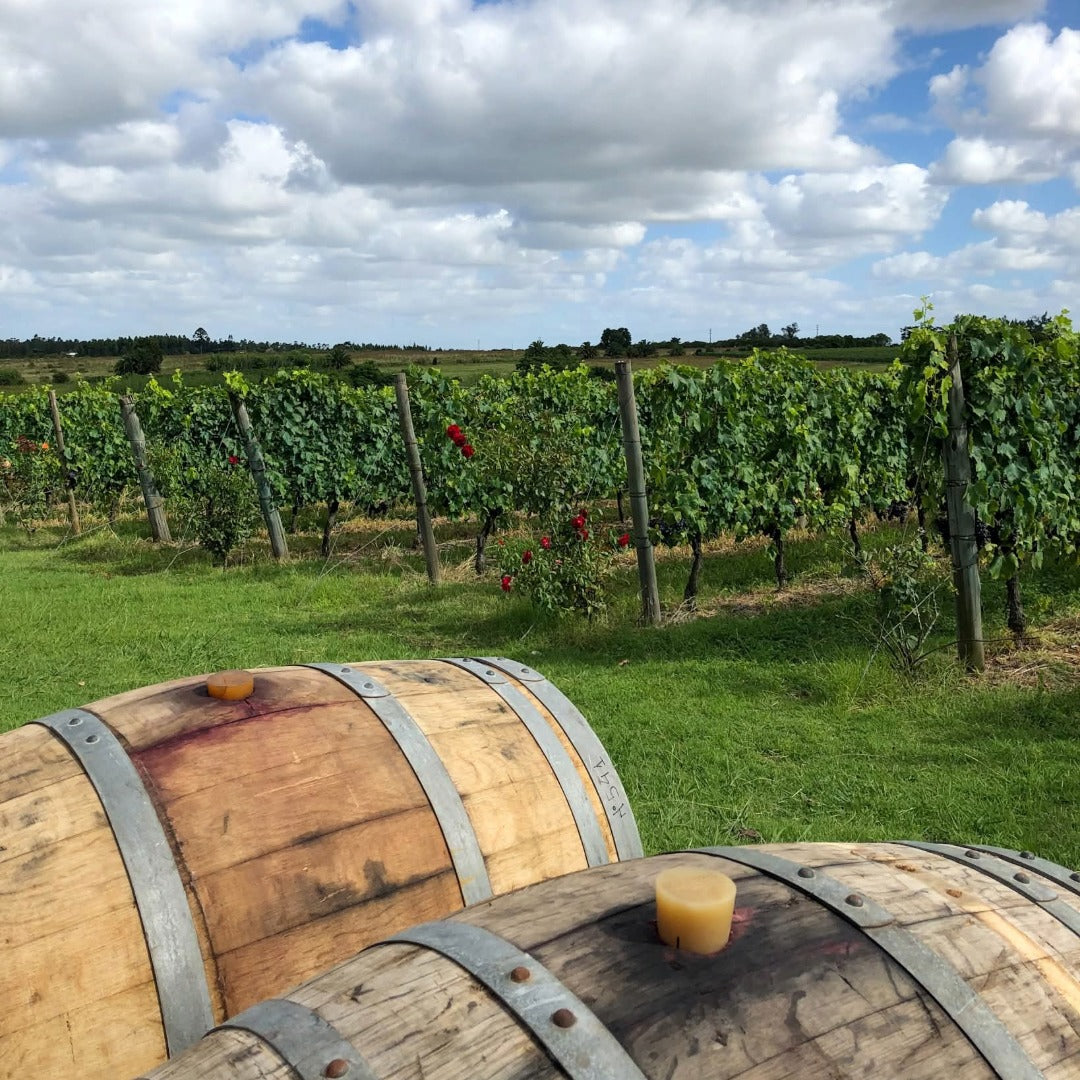 Pisano Cisplatino Tannat Progreso