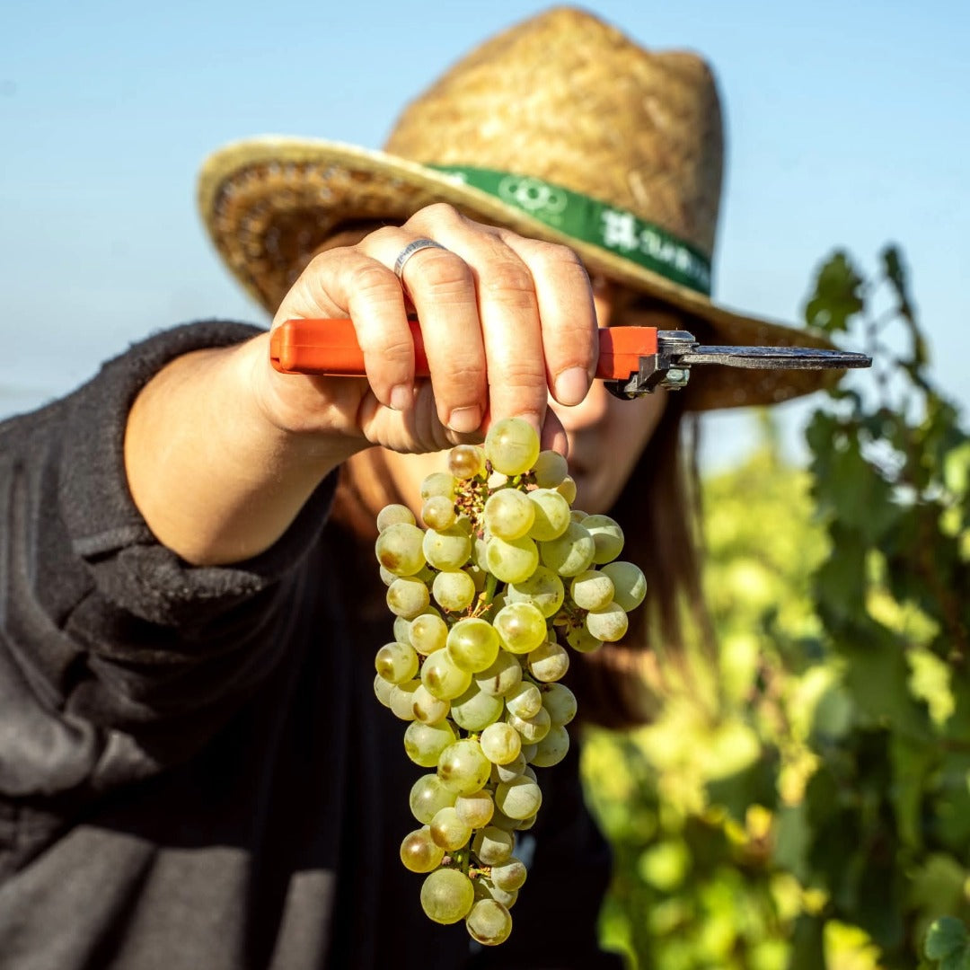 Bodegas Pisuerga Aguazul Rueda Organic Verdejo