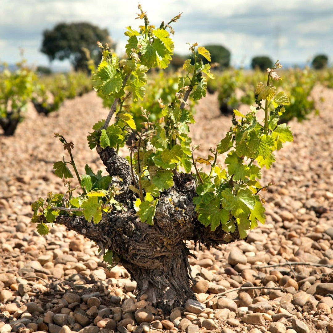 Bodegas Pisuerga Aguazul Rueda Organic Verdejo