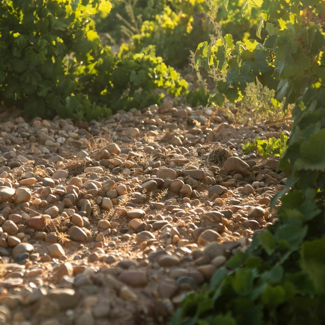 Bodegas Pisuerga Aguazul Rueda Organic Verdejo
