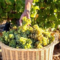 Bodegas Pisuerga Aguazul Rueda Organic Verdejo