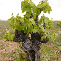 Bodegas Pisuerga Aguazul Rueda Organic Verdejo