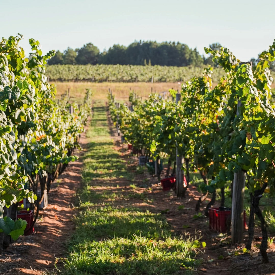Castel Pujol Folklore Orange