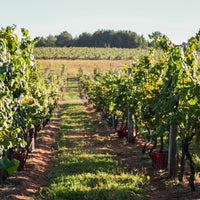 Castel Pujol Folklore Orange