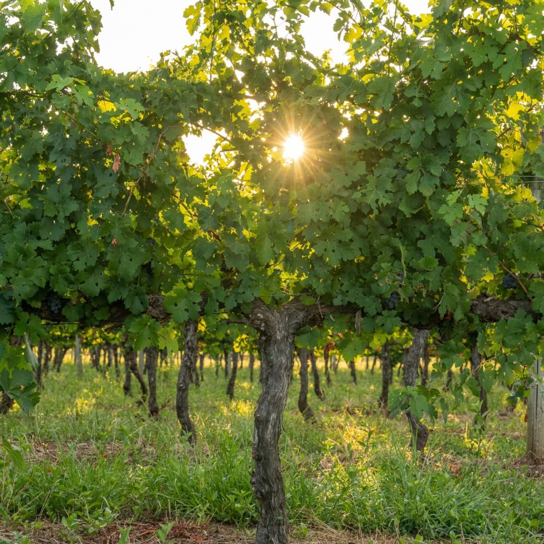 Castel Pujol Folklore Orange