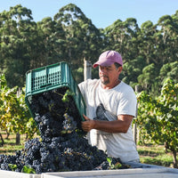 Castel Pujol Folklore Orange