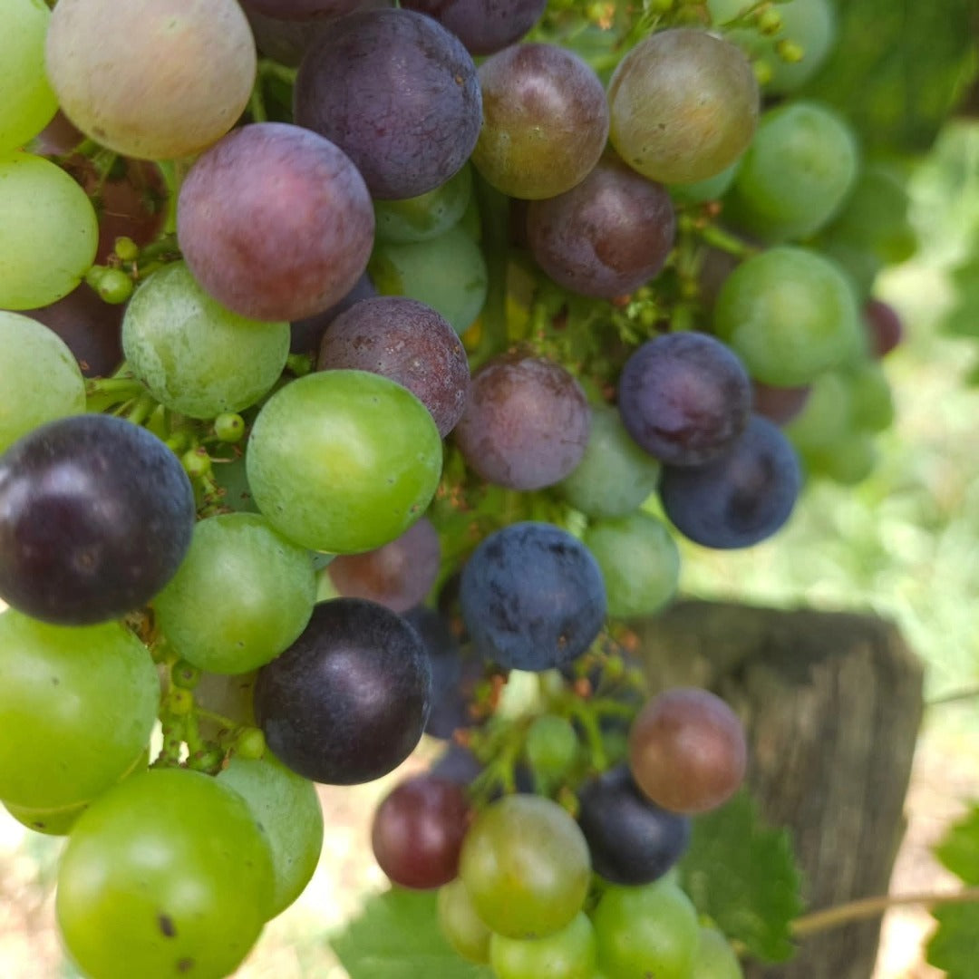 La Quille Bordeaux Clairet