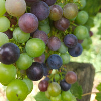 La Quille Bordeaux Clairet