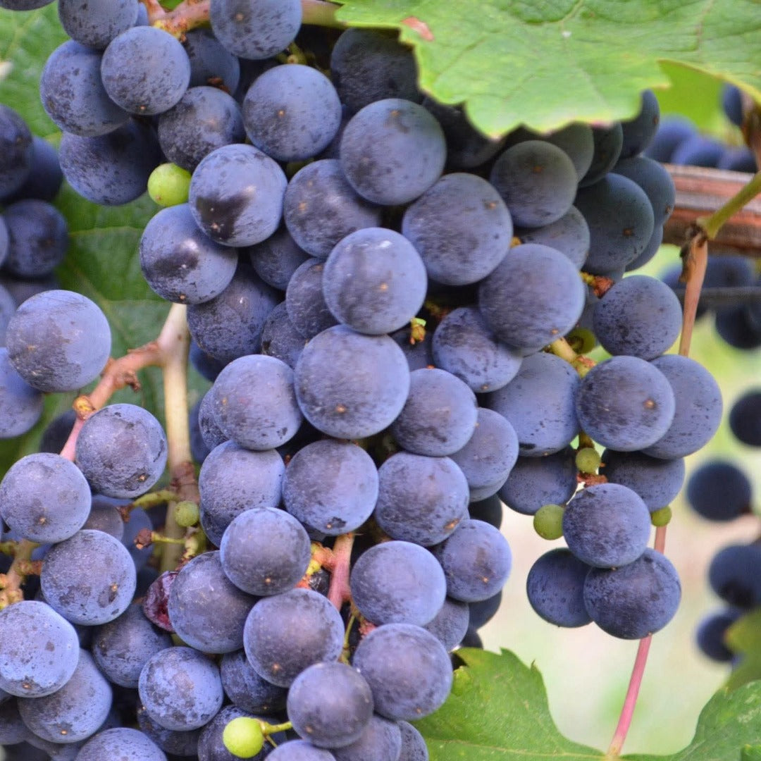 La Quille Bordeaux Clairet