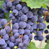 La Quille Bordeaux Clairet
