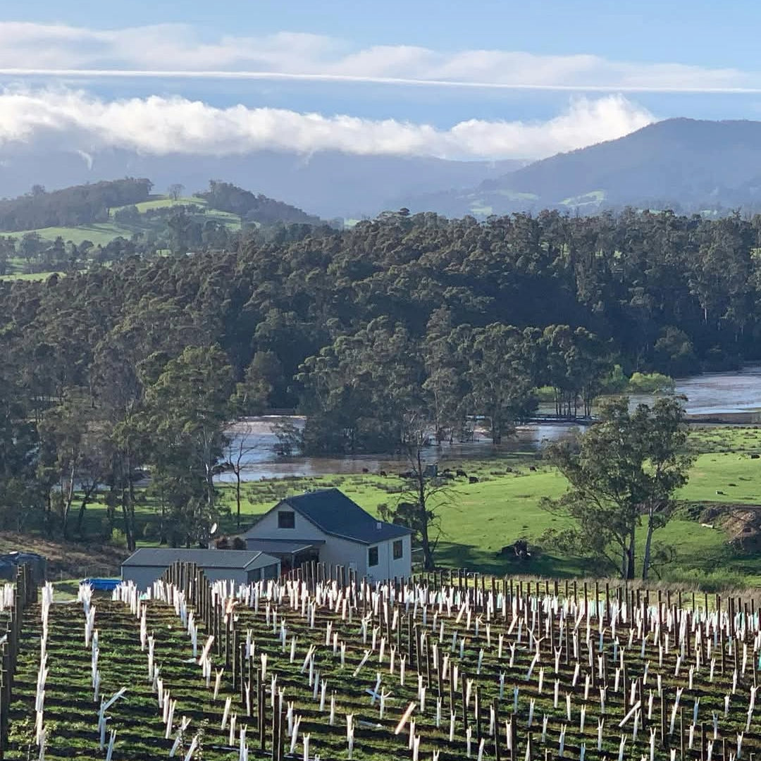 Russell & Suitor Son of a Bull Tasmanian Pinot Noir