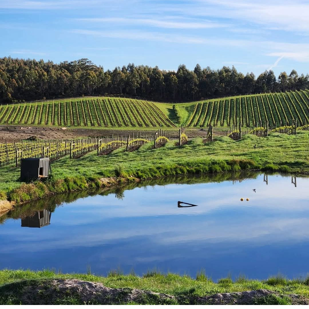 Russell & Suitor Son of a Bull Tasmanian Pinot Noir