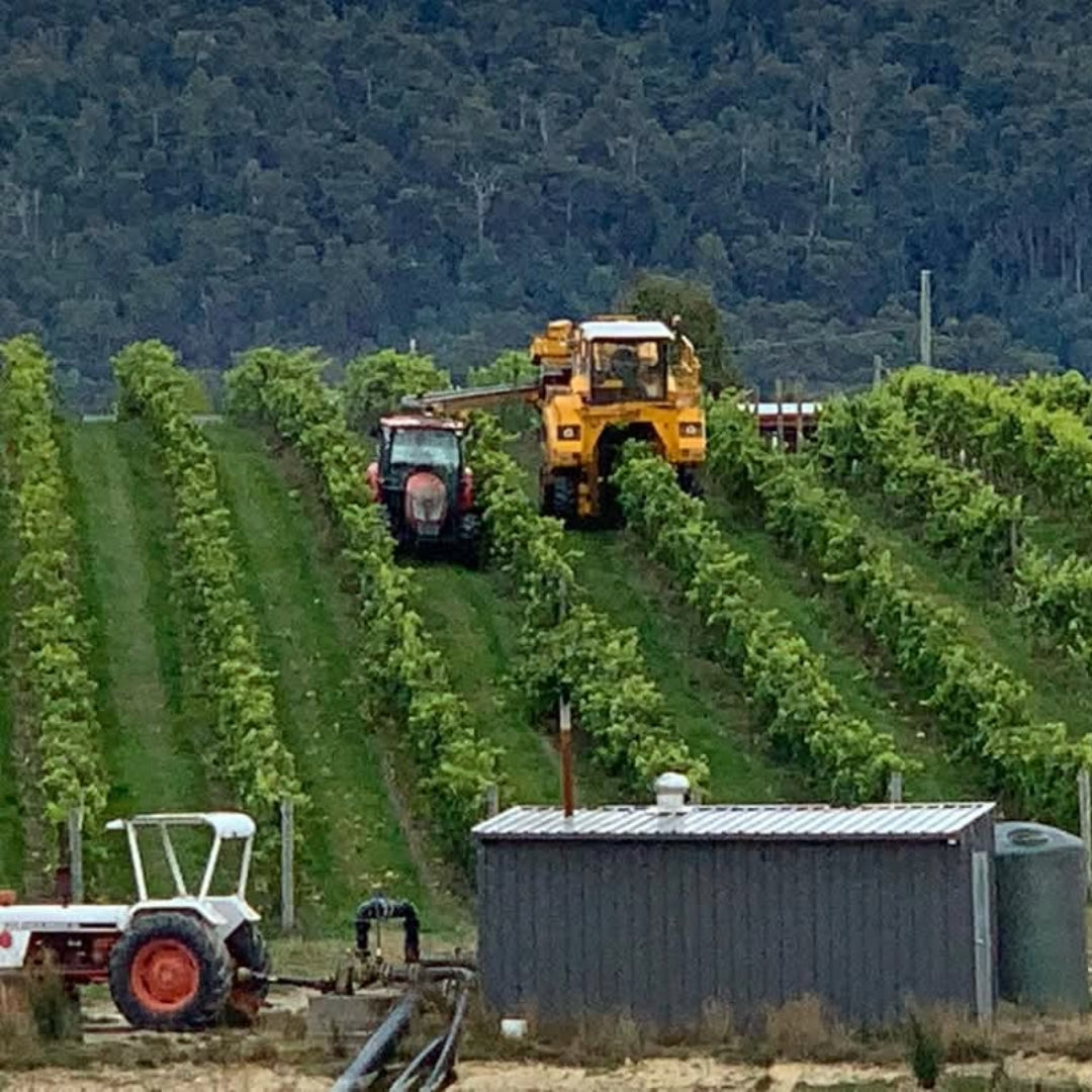 Russell & Suitor Son of a Bull Tasmanian Pinot Noir